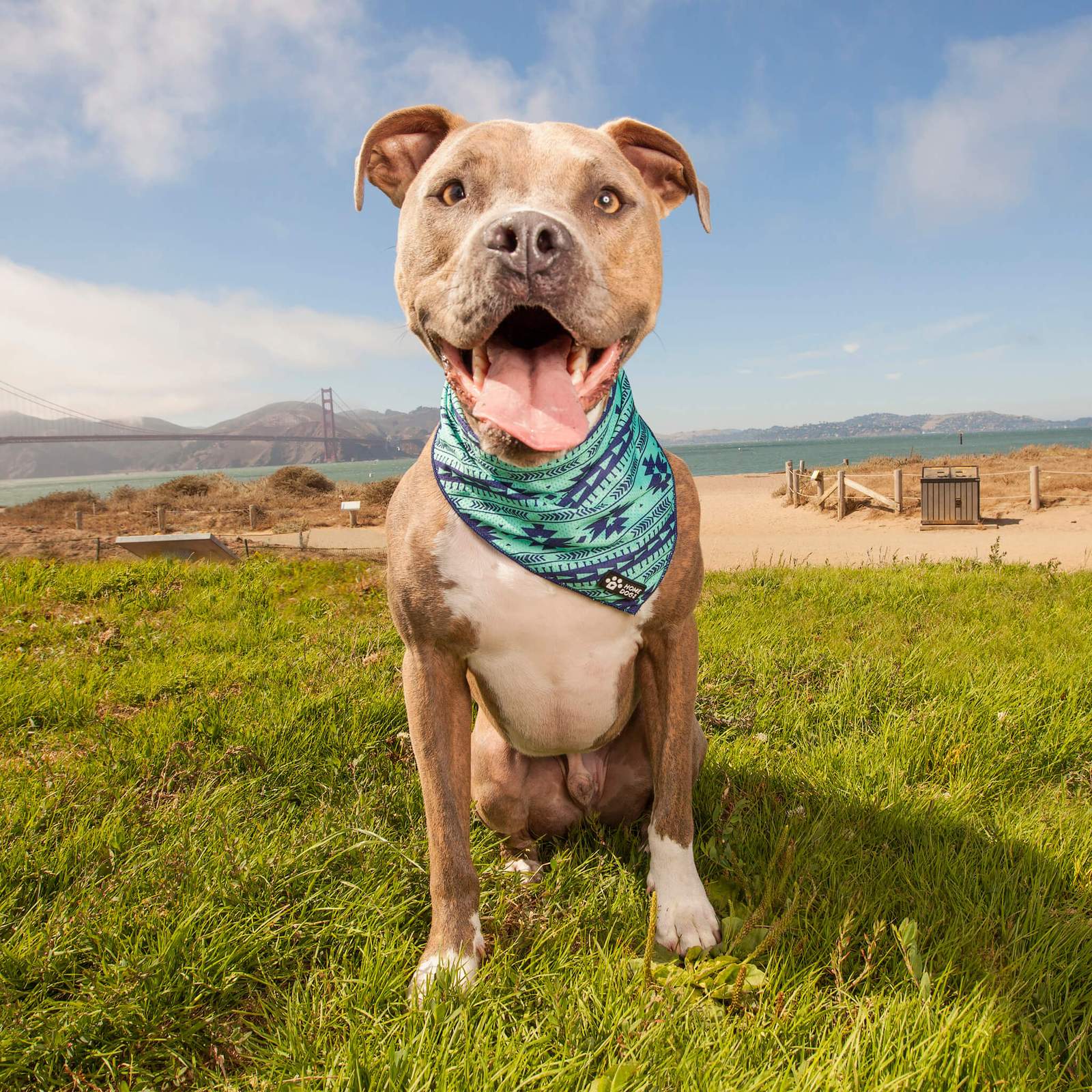 Homedog Co | Cue
